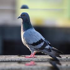 தமிழ் வாழ்க!!!